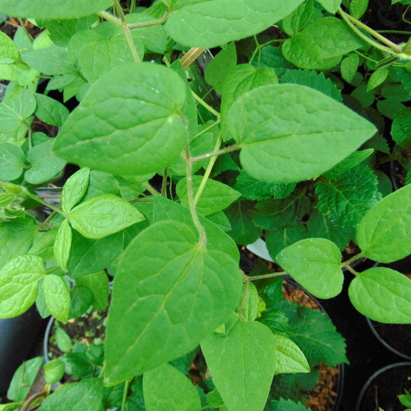 Clematis patens Guernsey Cream (Foliage)