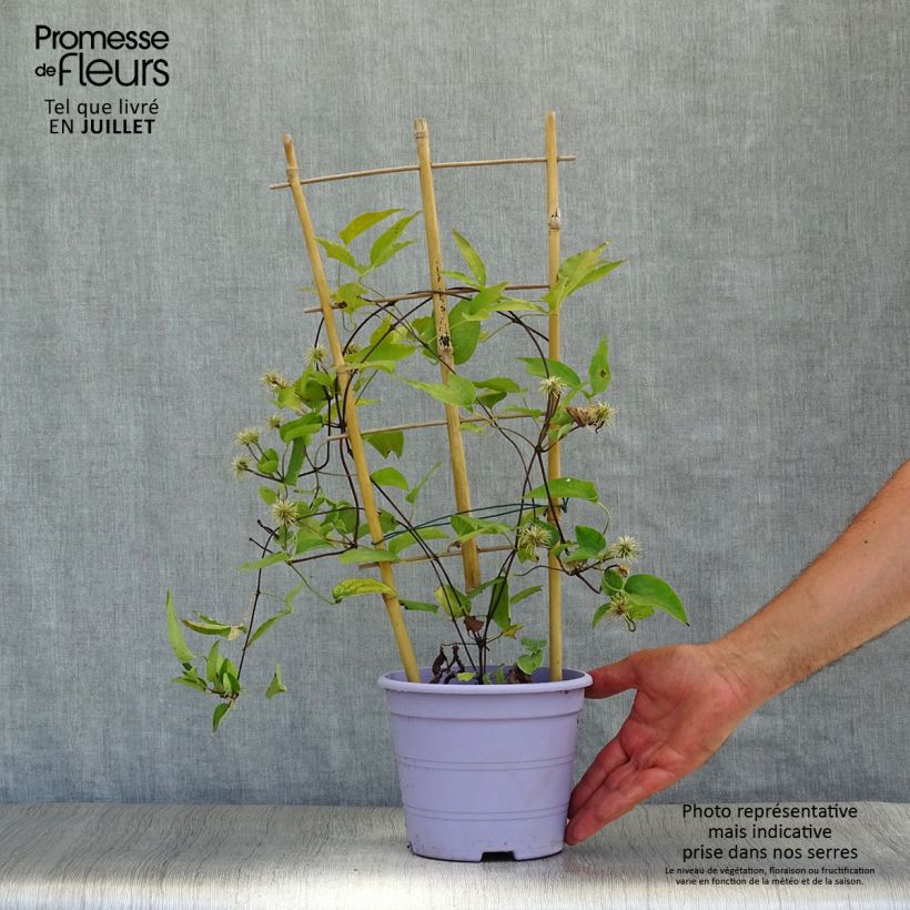 Clematis  Guiding Promise™ 2L/3L pot sample as delivered in summer