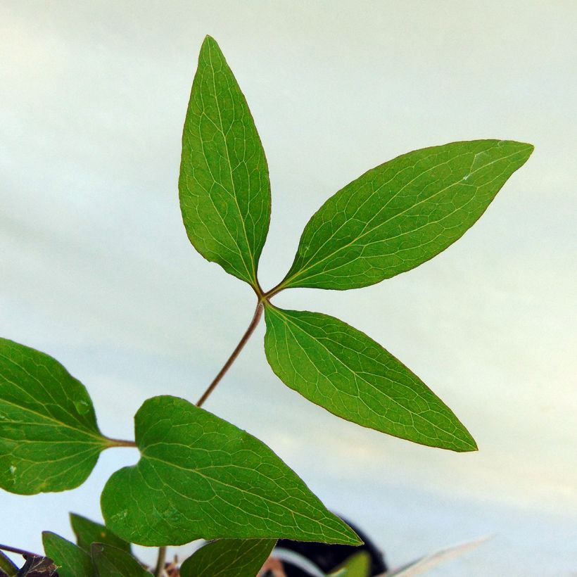 Clematis patens Hagley Hybrid (Foliage)