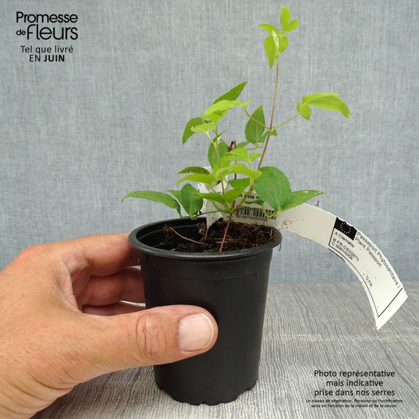 Clematis patens Hagley Hybrid 8/9 cm pot sample as delivered in summer
