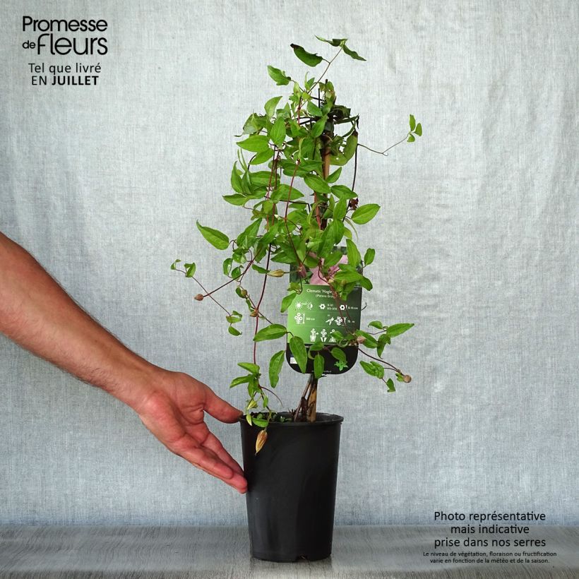 Clematis patens Hagley Hybrid 2L/3L pot sample as delivered in summer