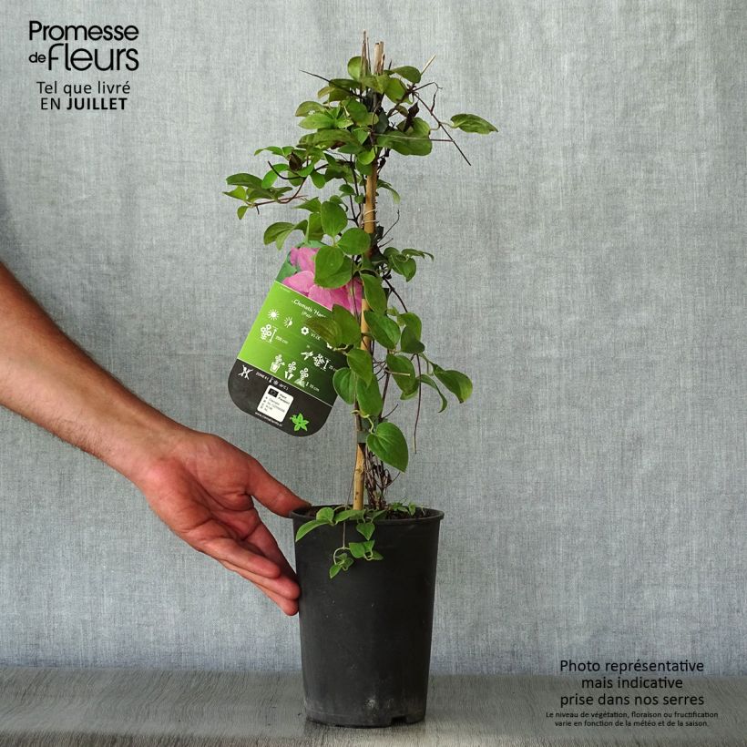 Clematis patens Hanagurama 2L/3L pot sample as delivered in summer