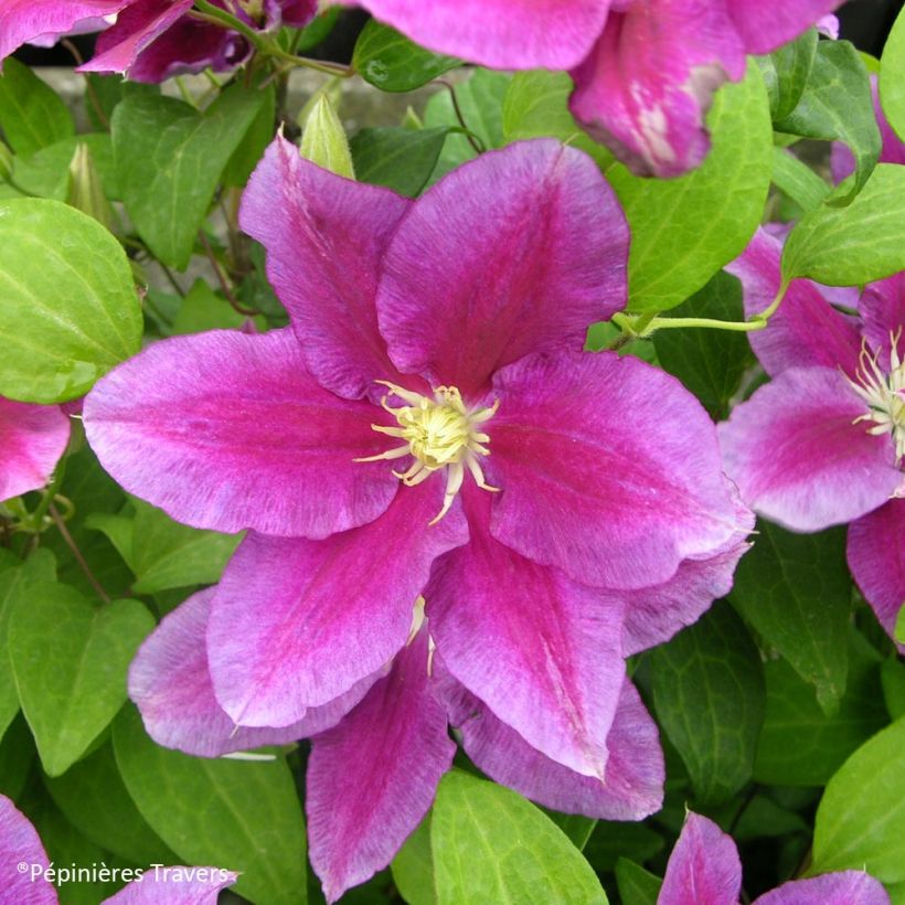 Clematis Hania (Flowering)