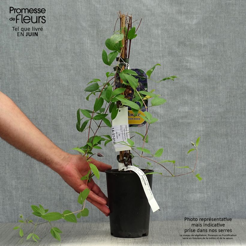 Clematis diversifolia Hudson River ®ZO 06137 2L/3L pot sample as delivered in summer