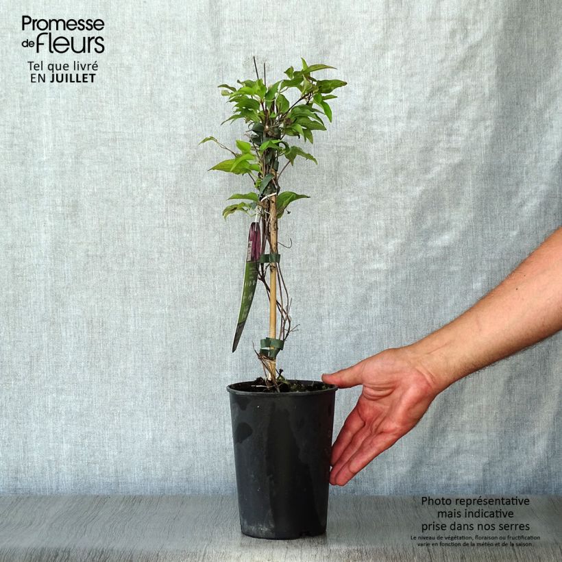 Clematis patens Isabella (Zo12220) 2L/3L pot sample as delivered in summer