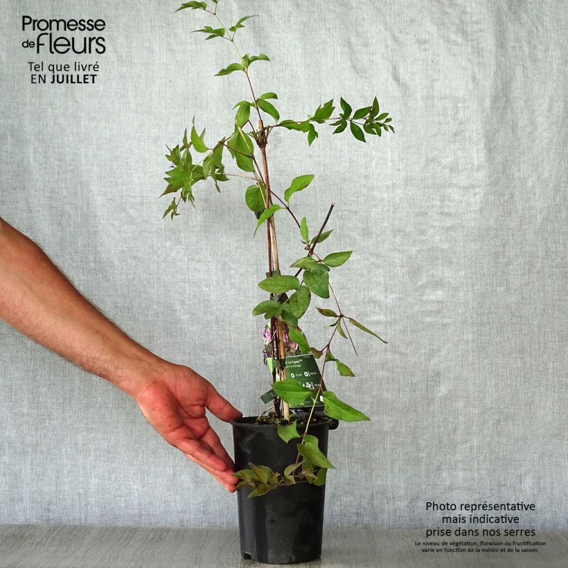 Clematis diversifolia Jan Fopma 2L/3L pot sample as delivered in summer