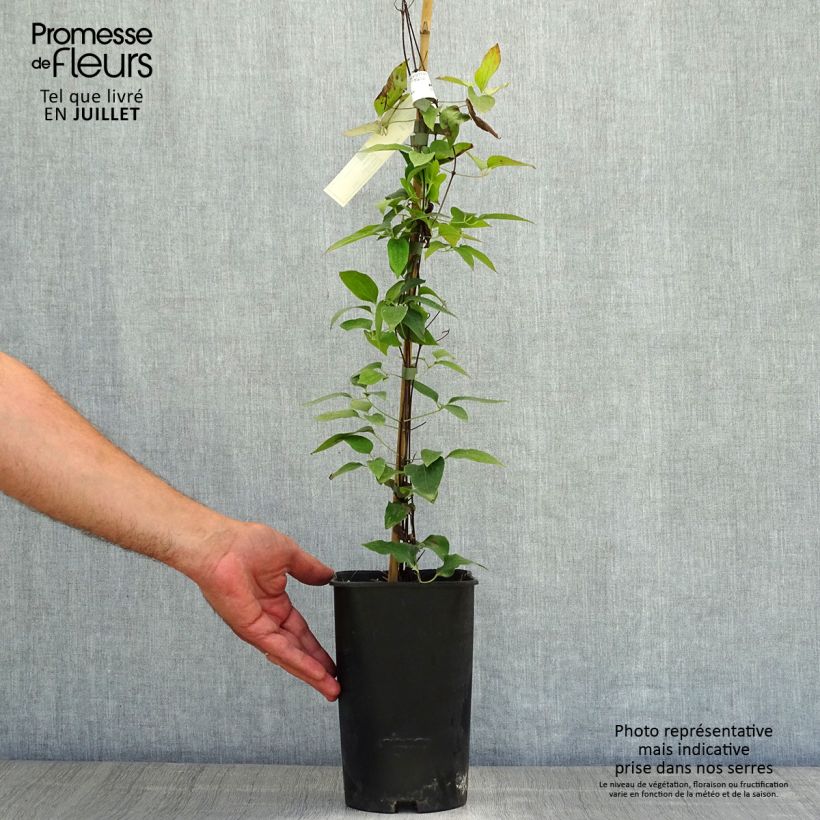 Clematis patens Joséphine - Early Large-flowered Clematis 2L/3L pot sample as delivered in summer