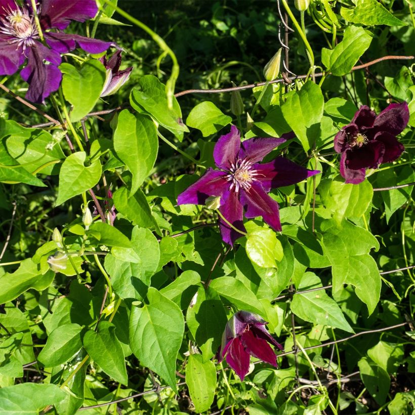 Clematis Julka (Plant habit)