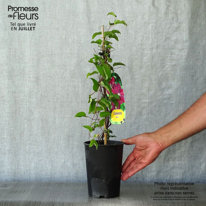 Clematis Julka 1.5L/2L pot sample as delivered in summer
