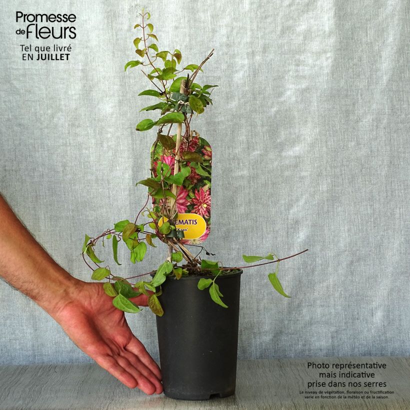 Clematis patens Kaen 2L/3L pot sample as delivered in summer