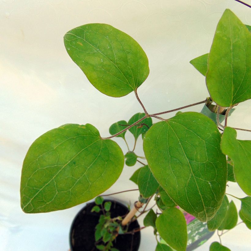 Clematis patens Kakio (Foliage)