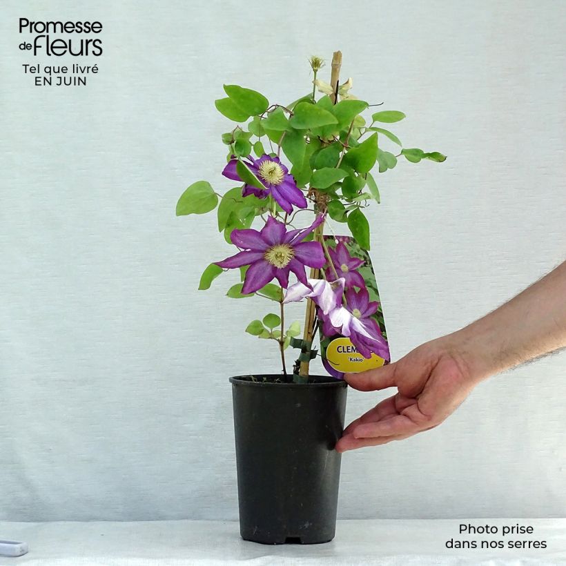 Clematis patens Kakio 2L/3L pot sample as delivered in summer