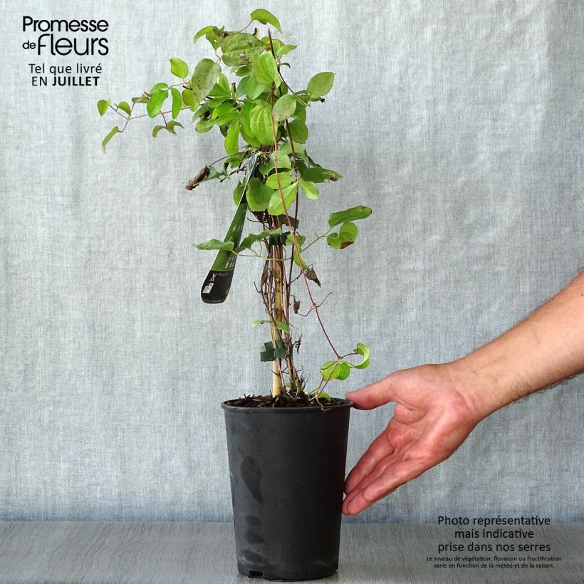 Clematis patens Kiri Te Kanawa 2L/3L pot sample as delivered in summer
