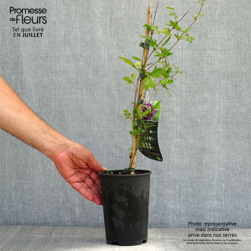 Clematis  Kokonoe 2L/3L pot sample as delivered in summer