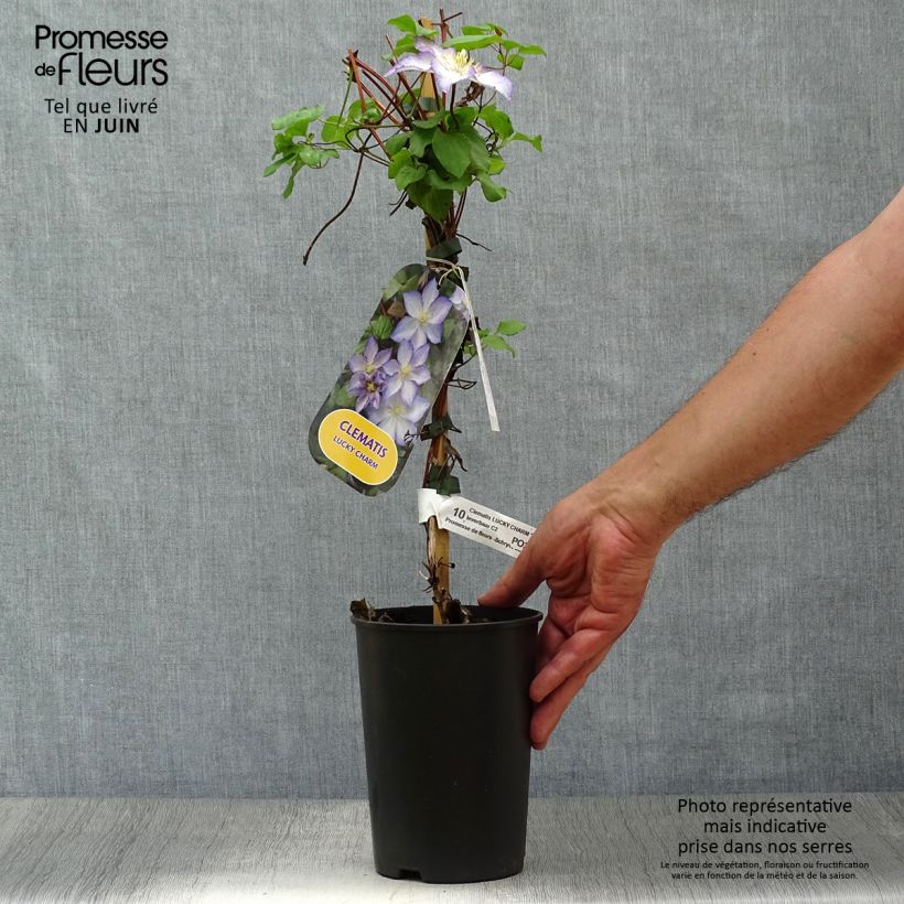 Clematis Lucky Charm 2L/3L pot sample as delivered in summer