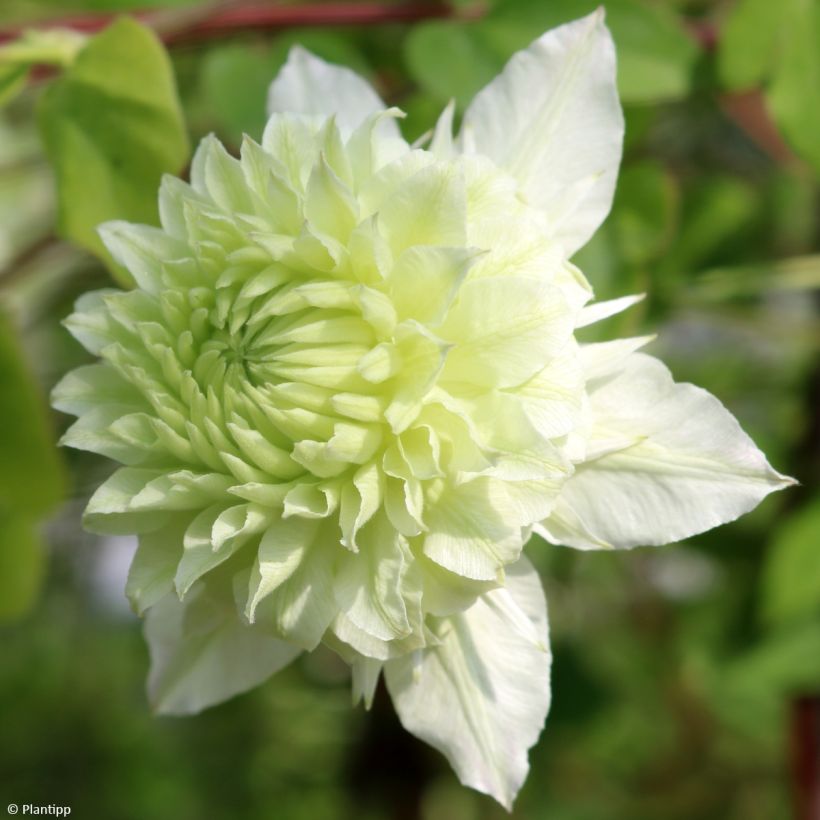 Clematis Manju (Flowering)