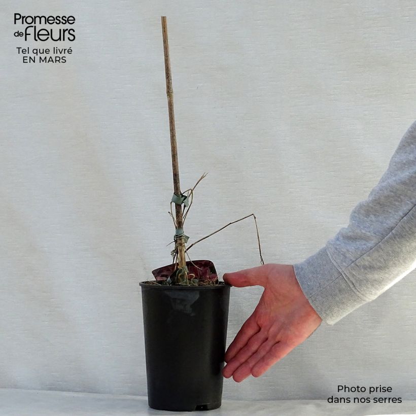 Clematis Mon Cherry 2L/3L pot sample as delivered in spring