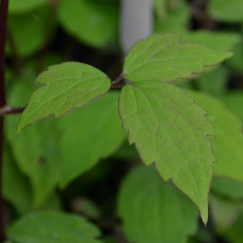 Clematis Jacqui (Foliage)