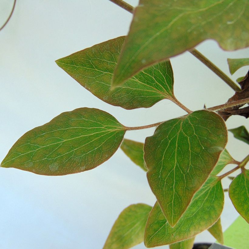 Clematis Morning Star (Foliage)