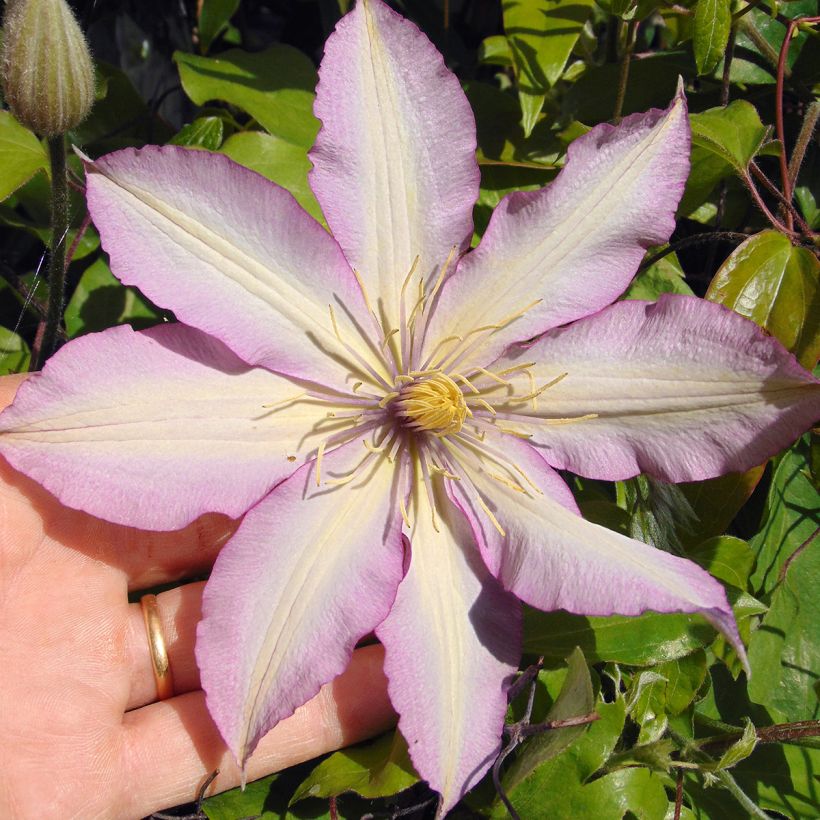 Clematis Morning Star (Flowering)