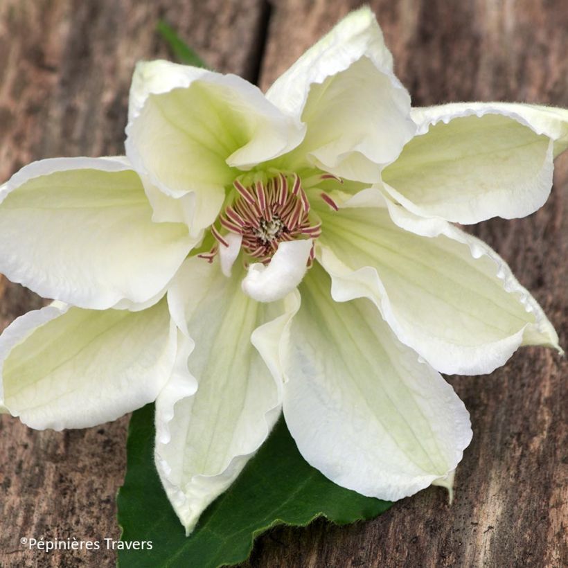 Clematis Mrs George Jackman (Flowering)