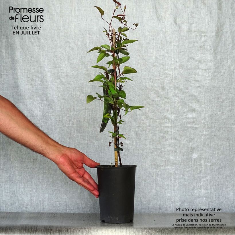 Clematis patens Multi Blue 2L/3L pot sample as delivered in summer