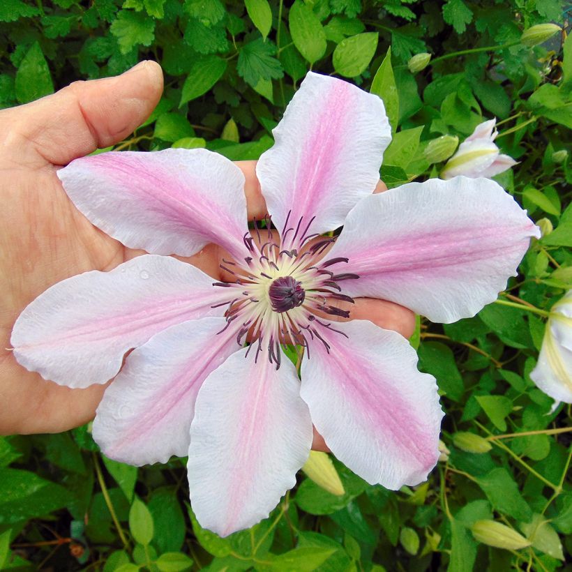 Clematis lanuginosa Nelly Moser (Flowering)