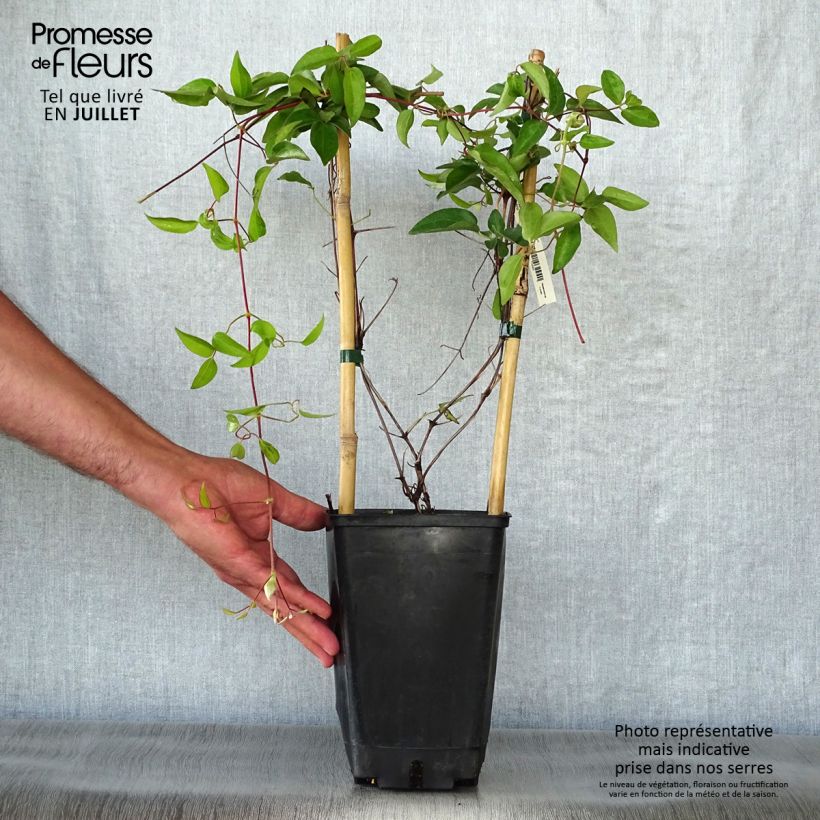 Clematis lanuginosa Nelly Moser 2L/3L pot sample as delivered in summer