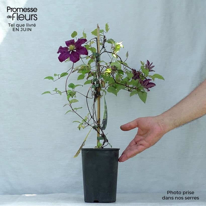 Clematis Niobe 2L/3L pot sample as delivered in summer