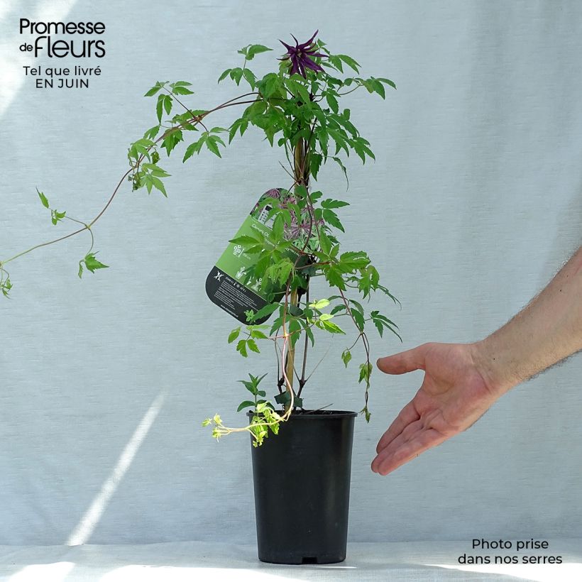 Clematis Octopus 2L/3L pot sample as delivered in summer