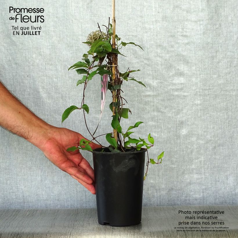 Clematis patens Omoshiro 2L/3L pot sample as delivered in summer