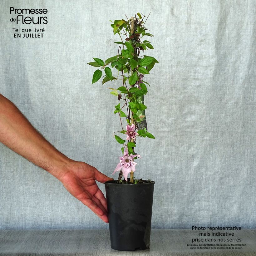 Clematis Palette 2L/3L pot sample as delivered in summer