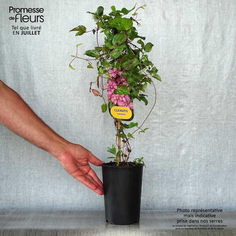 Clematis Paradiso 2L/3L pot sample as delivered in summer
