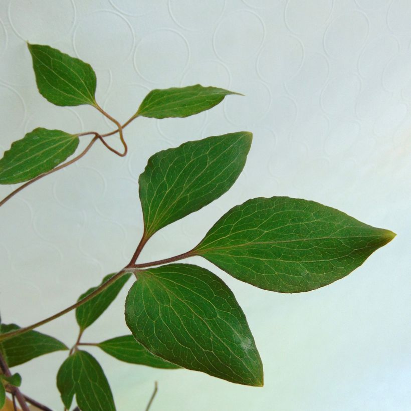 Clematis Patricia Ann Fretwell (Foliage)