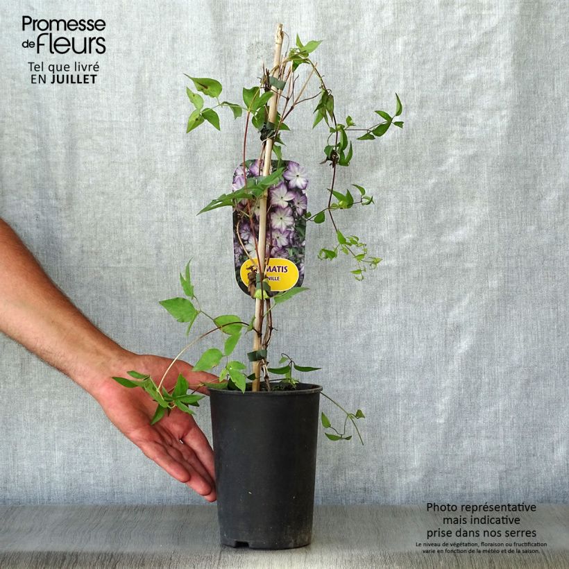 Clematis x viticella Pernille  2L/3L pot sample as delivered in summer