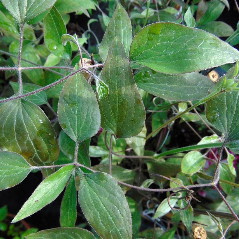 Clematis Picotee (Foliage)