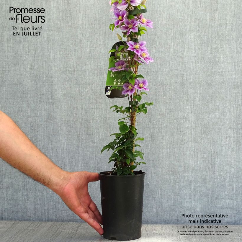 Clematis patens Piilu 2L/3L pot sample as delivered in summer