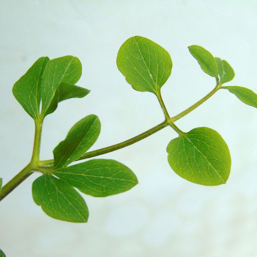 Clematis x viticella Prince Charles (Foliage)