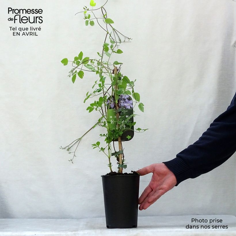 Clematis x viticella Prince Charles 2L/3L pot sample as delivered in spring