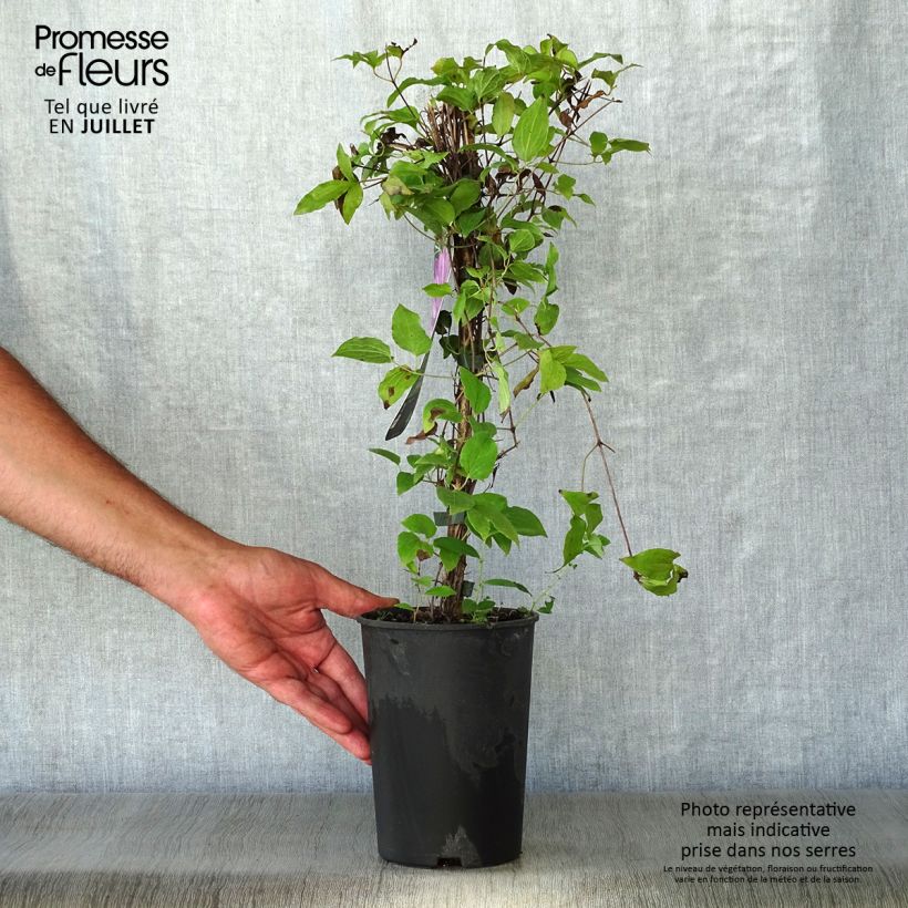 Clematis patens Proteus 2L/3L pot sample as delivered in summer
