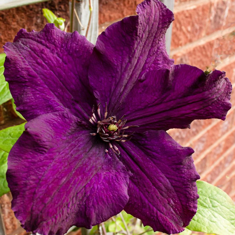 Clematis Rasputin (Flowering)