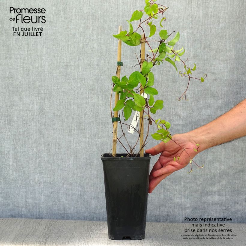 Clematis patens 'Rebecca' 2L/3L pot sample as delivered in summer