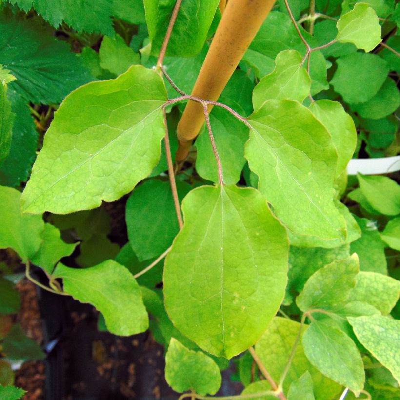 Clematis Red Passion (Foliage)