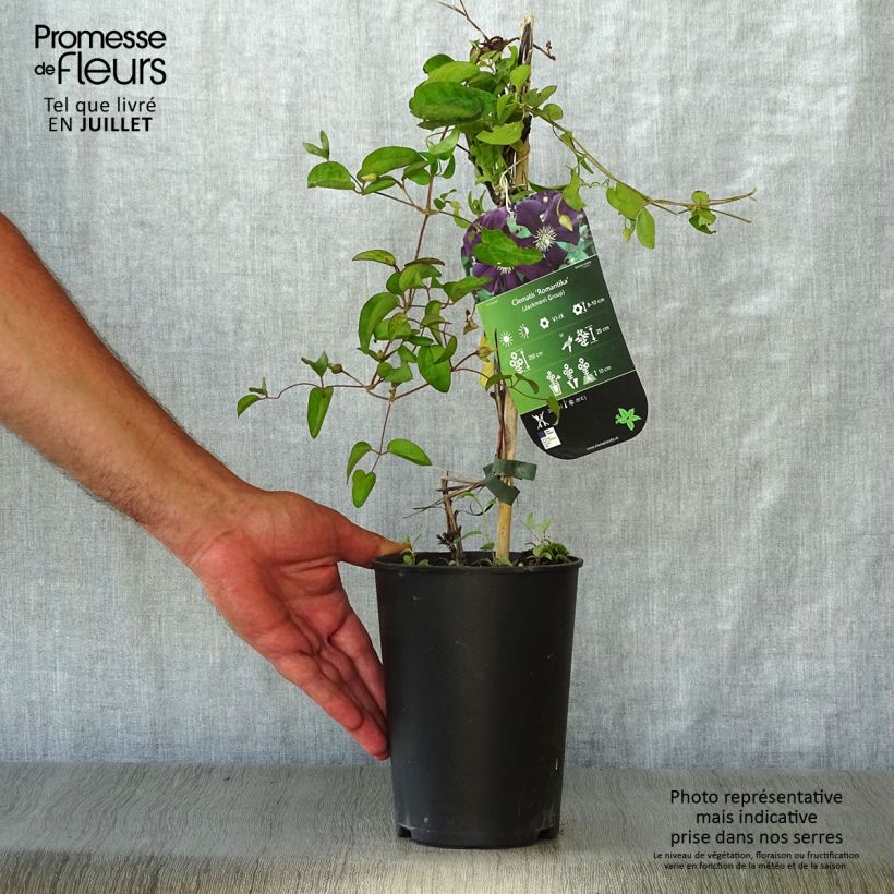 Clematis Romantika 2L/3L pot sample as delivered in summer