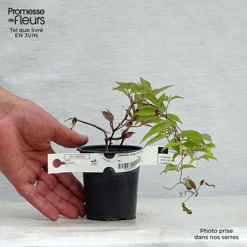 Clematis jackmanii Rouge Cardinal 8/9 cm pot sample as delivered in summer