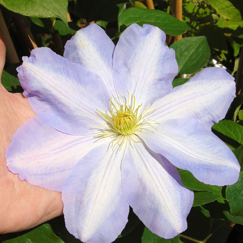 Clematis Success Lavender (Flowering)