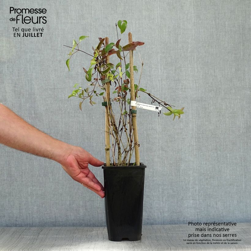 Clematis diversifolia Saphyra 2L/3L pot sample as delivered in summer