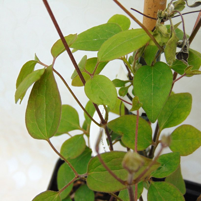 Clematis x patens Sen no Kaze (Foliage)