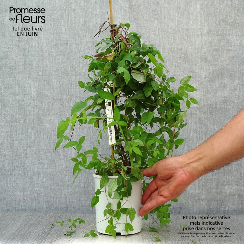 Clematis x patens Sen no Kaze 2L/3L pot sample as delivered in summer