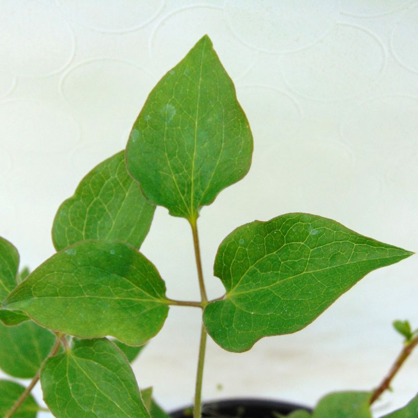 Clematis patens Shin-Shigyoku (Foliage)